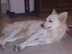 Japanese Spitz dog for sell