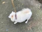 japanese spitz dog