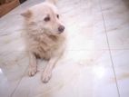 Japanese Spitz