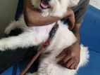 Japanese Spitz dog sell