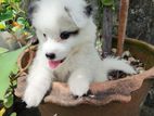 Japanese spitz puppies (5 puppies)