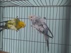 Budgerigar