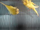 Japanij bajigar Birds yellow