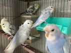 Japanis Dubble Flower Jp Bird Sale Hoba