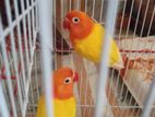 Japanise Love Brid