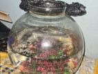 Jar Aquarium