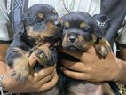 Jarman rottweiler puppy