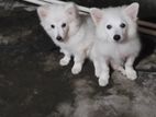 Jarman Spitz