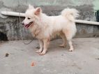 Jarman Spitz dog