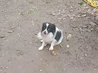 Jarman Spitz