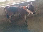 Jarshi cow with 10 days female kids