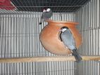 Java bird for sale