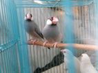 Java Birds