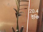 জেডজেড প্ল্যান্টের