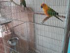 Jenday Conure for sell