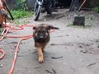 Jerman Shepherd Puppy