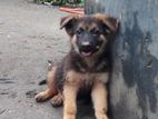 Jerman Shepherd Puppy