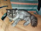 Pior Parsian triple coat