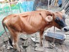 Jersy জার্সি বকনা