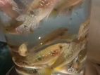 Jewel Cichlid Fish