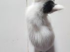Cat for sell