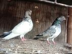 jira gola and sobuj pigeon for sell (pair)