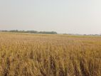 জমি বিক্রি
