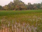 জমি বিক্রি হবে। Land sell