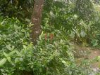 জমি বিক্রয়