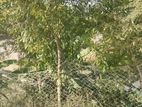 জমি ঢাকা মাওয়া থেকে ১০ কিলো