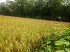 Land for sell