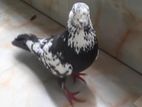 জোড়া কবুতর