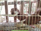 জোগাবিন