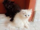 jora persian cat black and odd eye female