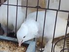 জোরা লক্ষা, নিউ রানিং, ফুল একটিভ।