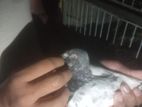 Bird Sell