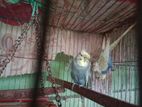 Bird for sell