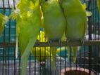 Jp Budgerigar (double Flower)