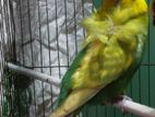 Jp Budgerigar