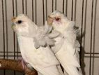 Jp Budgerigar