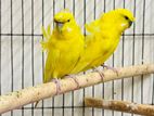 Jp Budgerigar