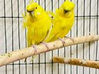 Jp Budgerigar brid