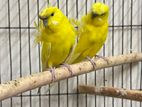 JP budgerigar