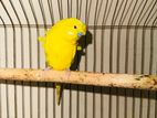 Jp Budgerigar Yellow Df