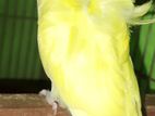 JP Budgerigars