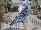 Jp Budgie For sale