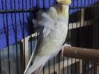 JP Budgie | জেপি বাজরিগার (Female)