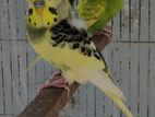 jp budgie pair