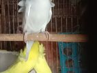 bird for sell