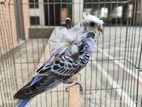 Jp DF Male Budgie